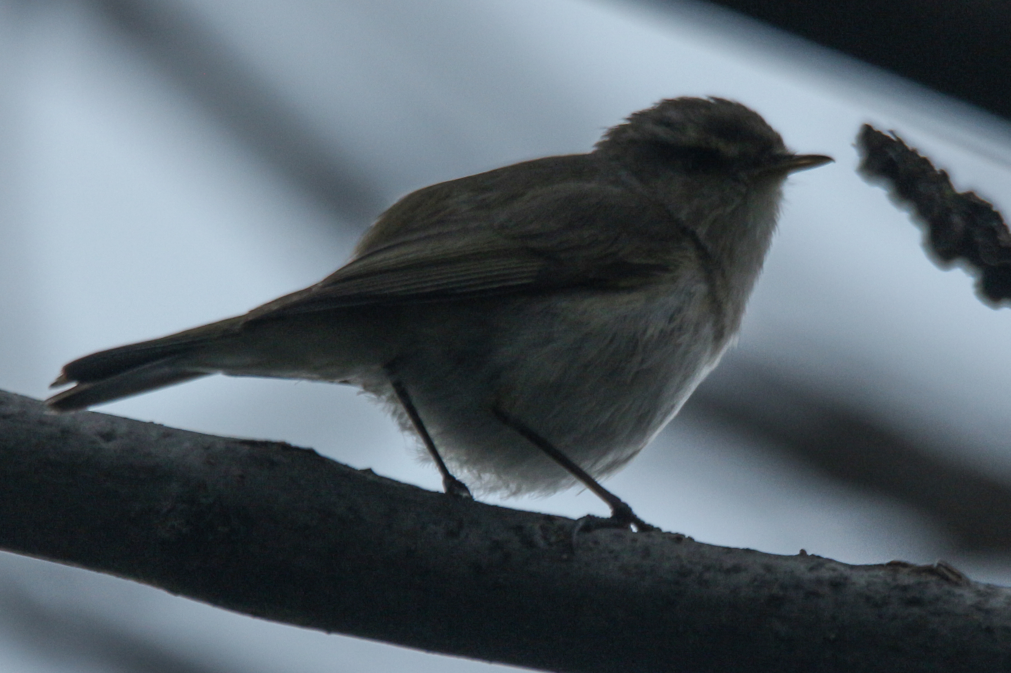Mountain Chiffchaff (Phylloscopus sindianus), photo 8