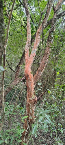 Myrcianthes cisplatensis, photograph 5