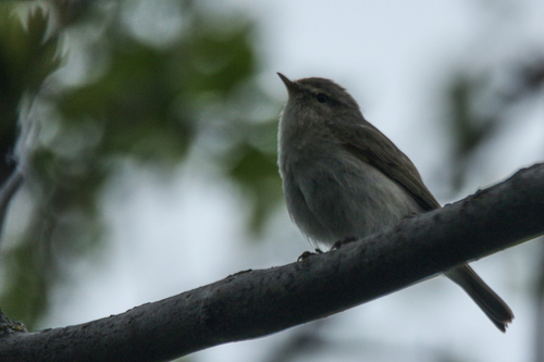 Mountain Chiffchaff (Phylloscopus sindianus)