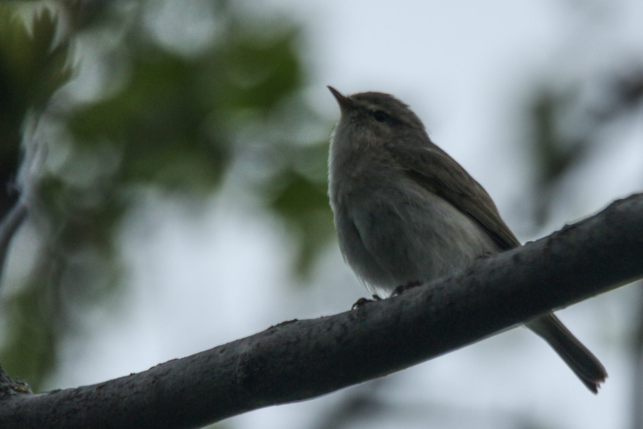 Mountain Chiffchaff (Phylloscopus sindianus), photo 1