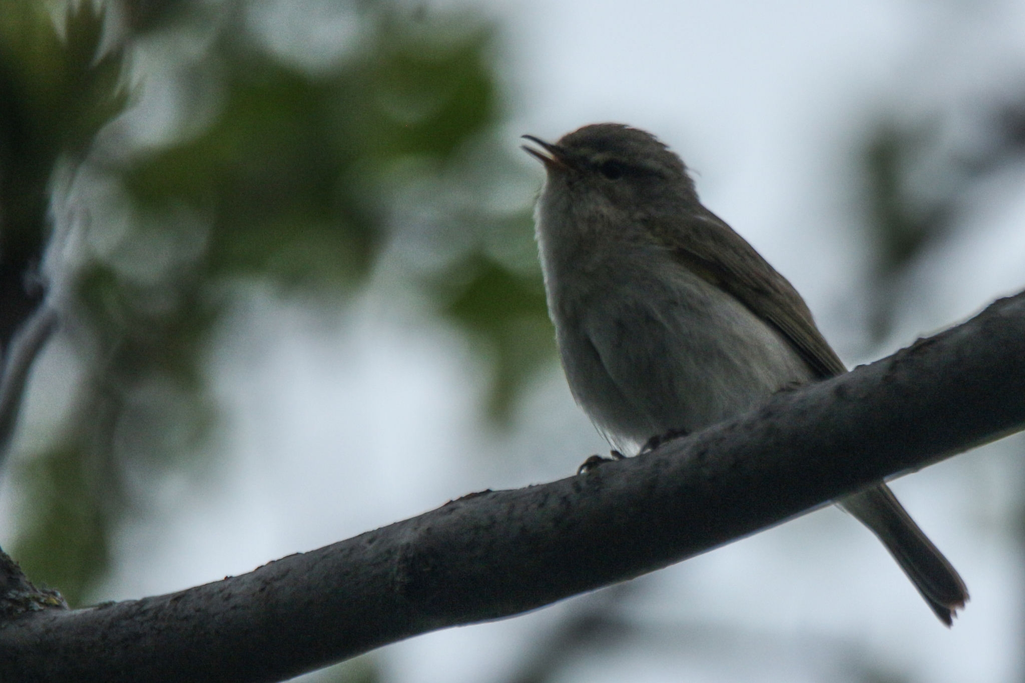 Mountain Chiffchaff (Phylloscopus sindianus), photo 2