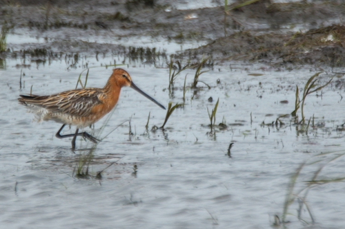 Asian Dowitcher (Limnodromus semipalmatus), photo 9