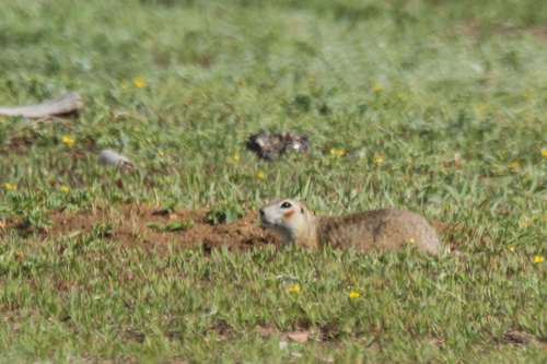 Red-cheeked Ground Squirrel