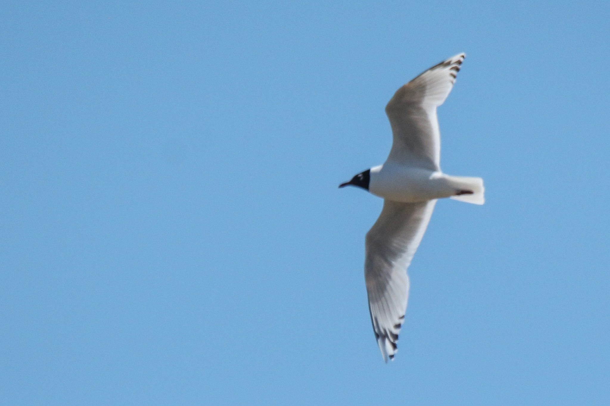 Relict Gull (Ichthyaetus relictus), photo 1