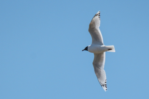 Relict Gull (Ichthyaetus relictus), photo 2