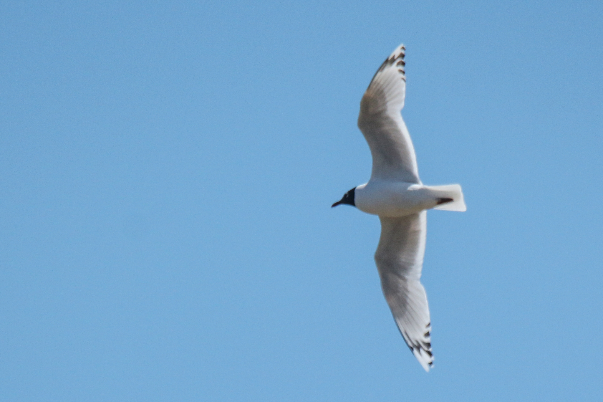 Relict Gull (Ichthyaetus relictus), photo 2