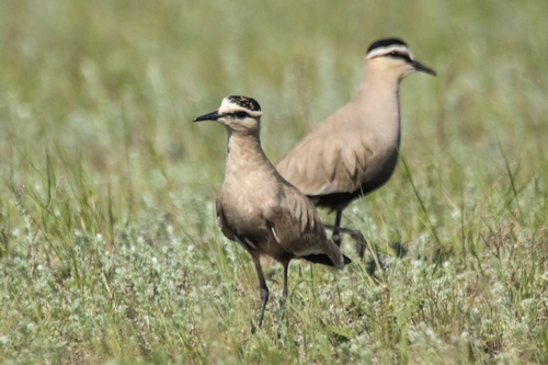 Avefría sociable (Vanellus gregarius)