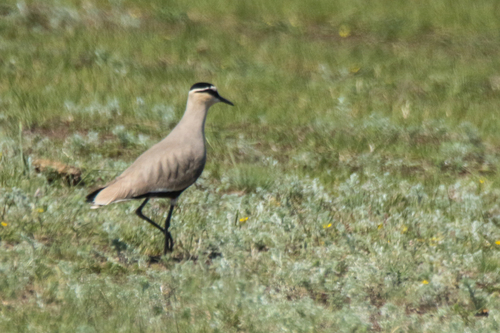 Sociable Lapwing (Vanellus gregarius), photo 5
