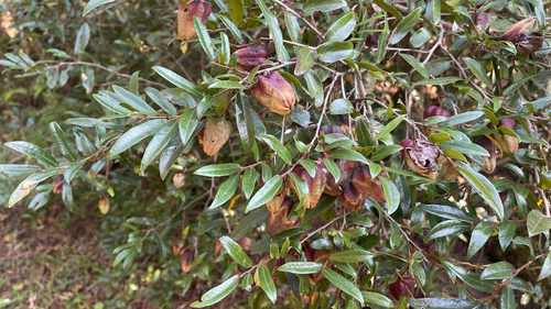 Bladder Nut