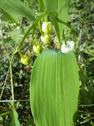 European lily of the valley