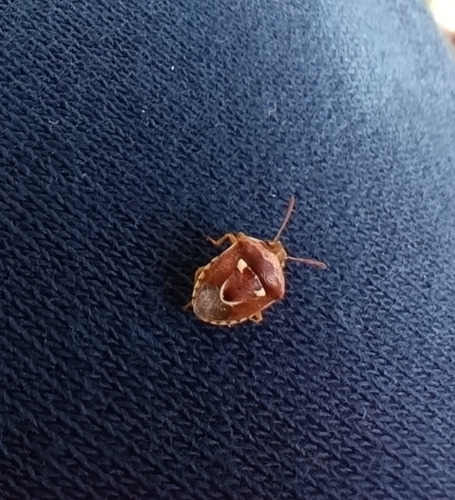 Stagonomus bipunctatus