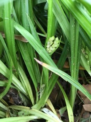 Carex abscondita