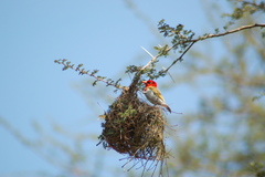 Anaplectes rubriceps rubriceps