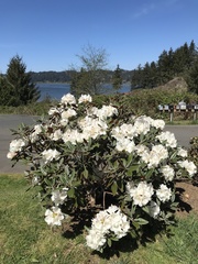 Rhododendron pachysanthum