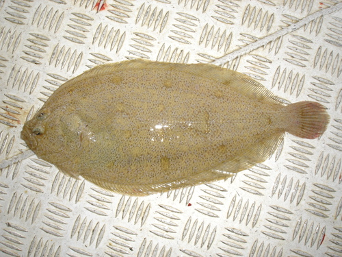 Nieuw-Zeelandse schurftvis (Arnoglossus scapha) — Bothidae — 2