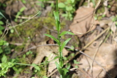 Arabis pycnocarpa adpressipilis