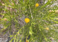 Pulicaria glutinosa
