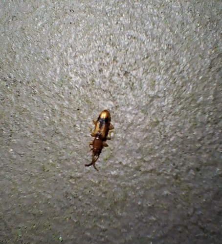 Desjardins's Flat Beetle