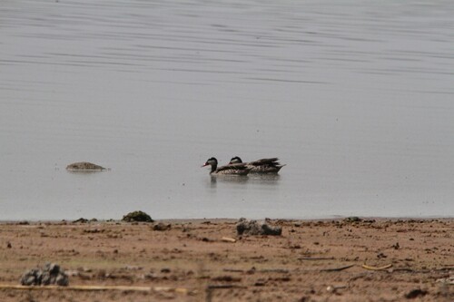iNaturalist image