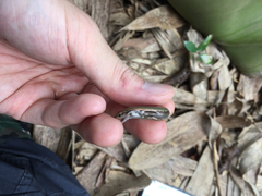 Scincella formosensis