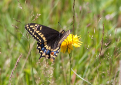 Papilio brevicauda bretonensis