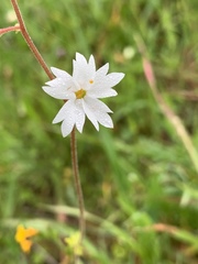 Lithophragma affine