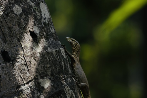 Bengal Monitor