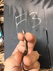 Scincella formosensis