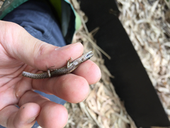 Scincella formosensis