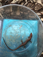 Scincella formosensis