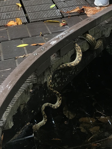 Australian Scrub Python sighting