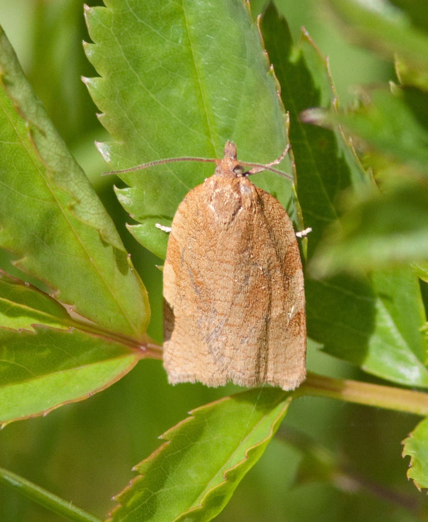 Allen's Tortrix Moth