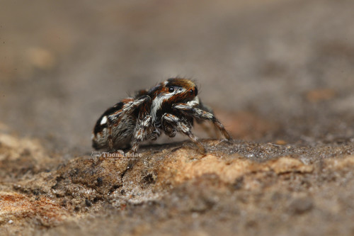 Attulus penicillatus