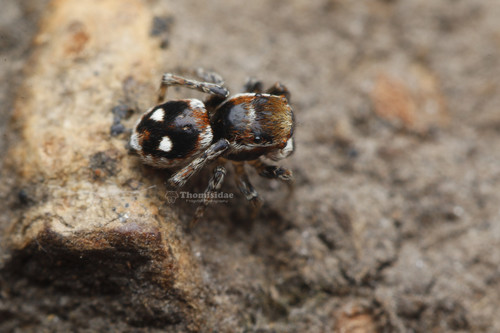 Attulus penicillatus