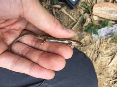 Scincella formosensis