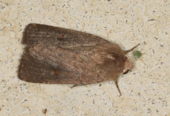 Proteuxoa porphyrescens