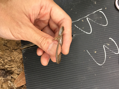 Scincella formosensis