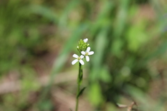 Arabis pycnocarpa adpressipilis