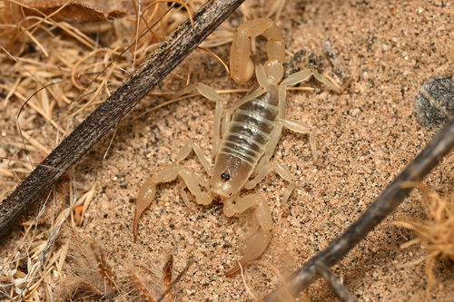 Paruroctonus marksi