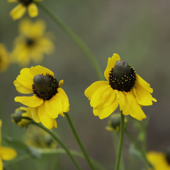 Rudbeckia amplexicaulis