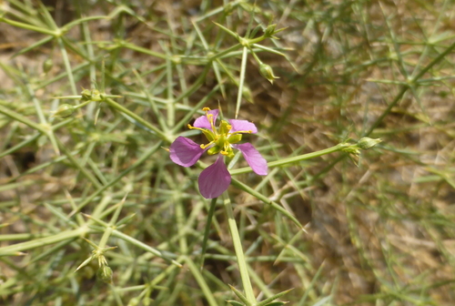 Indian fagonbush