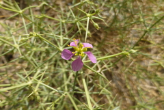 Zygophyllum indicum