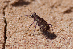 Cicindela repanda repanda