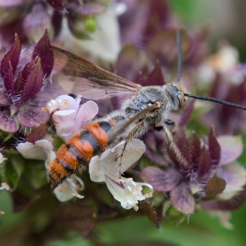Campsomeriella thoracica