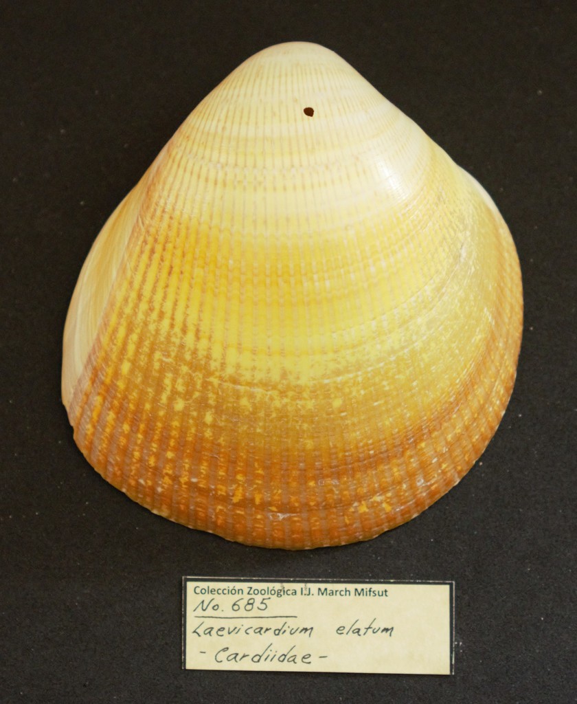 giant eggcockle
