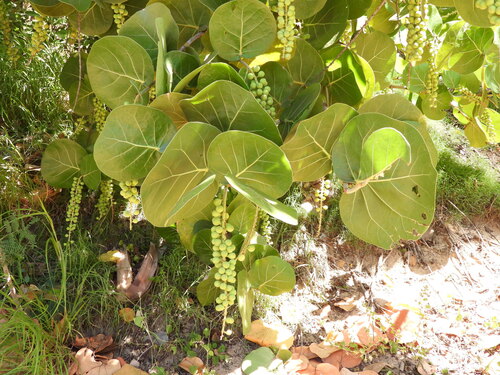 Coccoloba uvifera observed 2026-05-24
