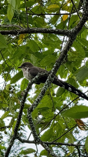 Common Squirrel-Cuckoo
