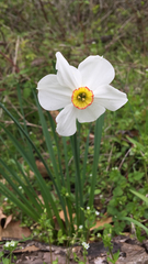 Narcissus poeticus