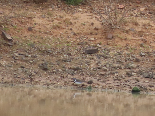 iNaturalist image