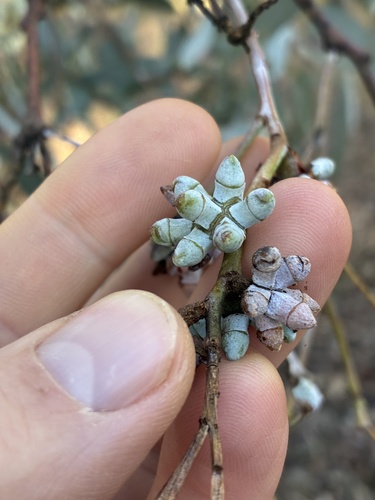 Eucalyptus nortonii, 2026-05-26
